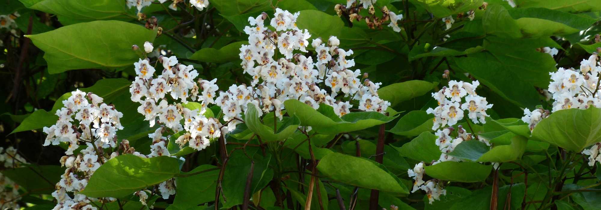 Catalpa: plantação, poda e manutenção