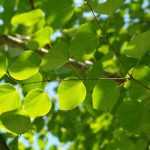 Árvore-do-caramelo, Cercidiphyllum: plantar, podar e cuidar