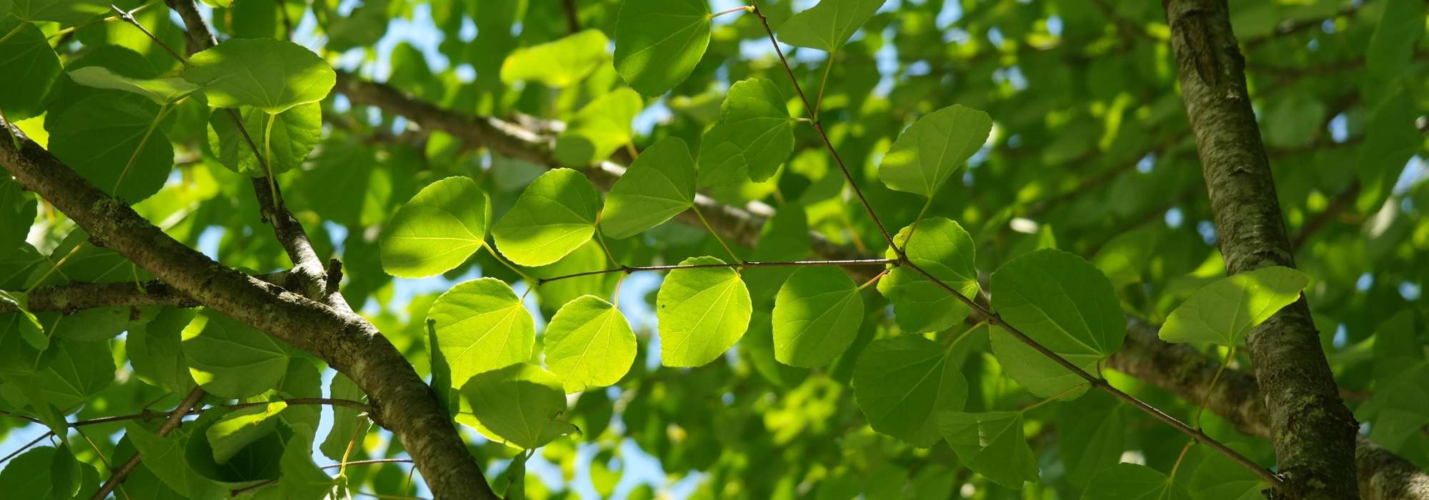 Árvore-do-caramelo, Cercidiphyllum: plantar, podar e cuidar
