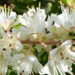 Clethra : plantar, podar e cuidar