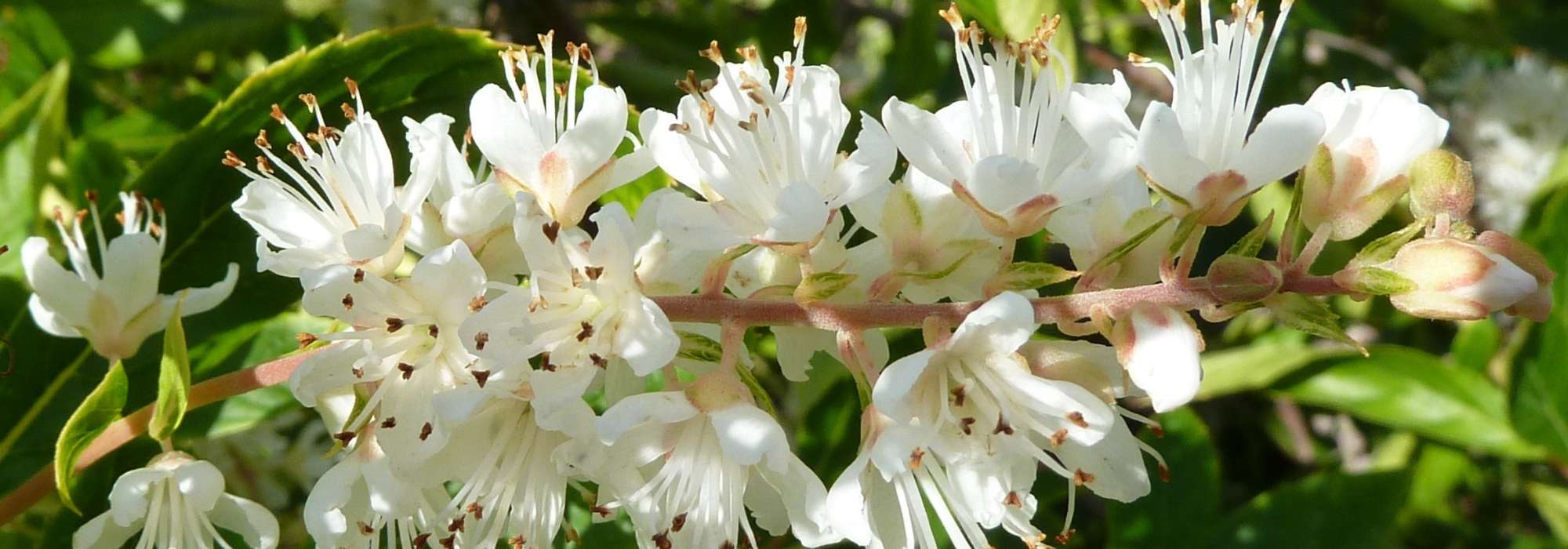 Clethra : plantar, podar e cuidar