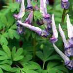 Corydalis: plantar, cultivar e cuidar