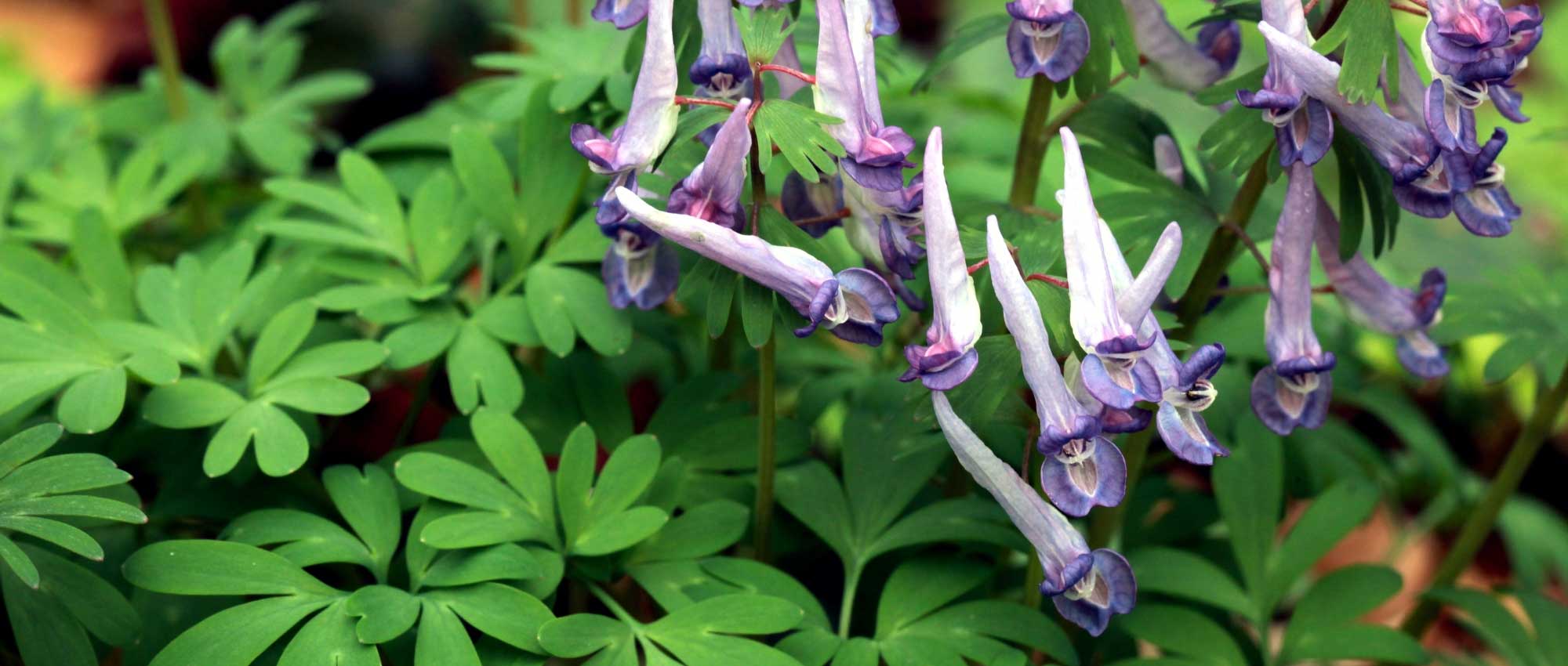 Corydalis: plantar, cultivar e cuidar