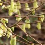 Aveleira-de-inverno: plantar, podar e cuidar