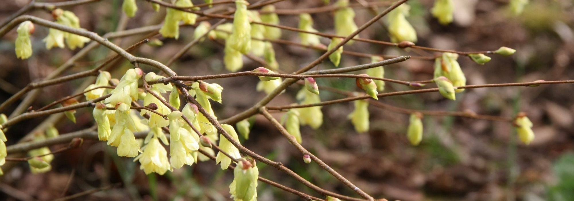 Aveleira-de-inverno: plantar, podar e cuidar