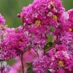 Lagerstroemia, extremosa: plantação, cultura e manutenção
