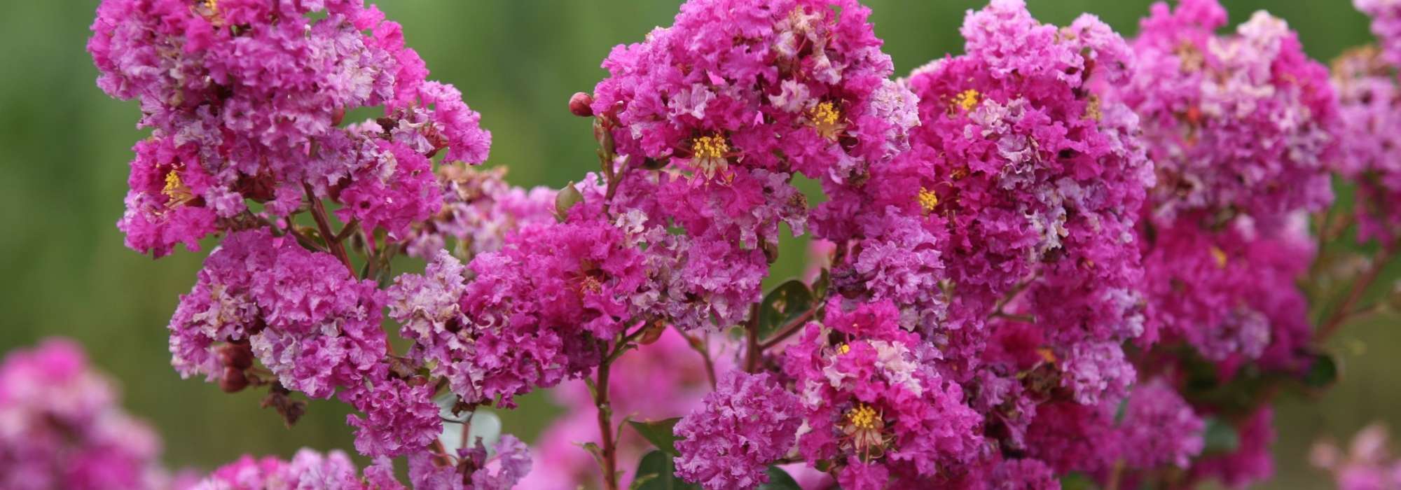 Lagerstroemia, extremosa: plantação, cultura e manutenção