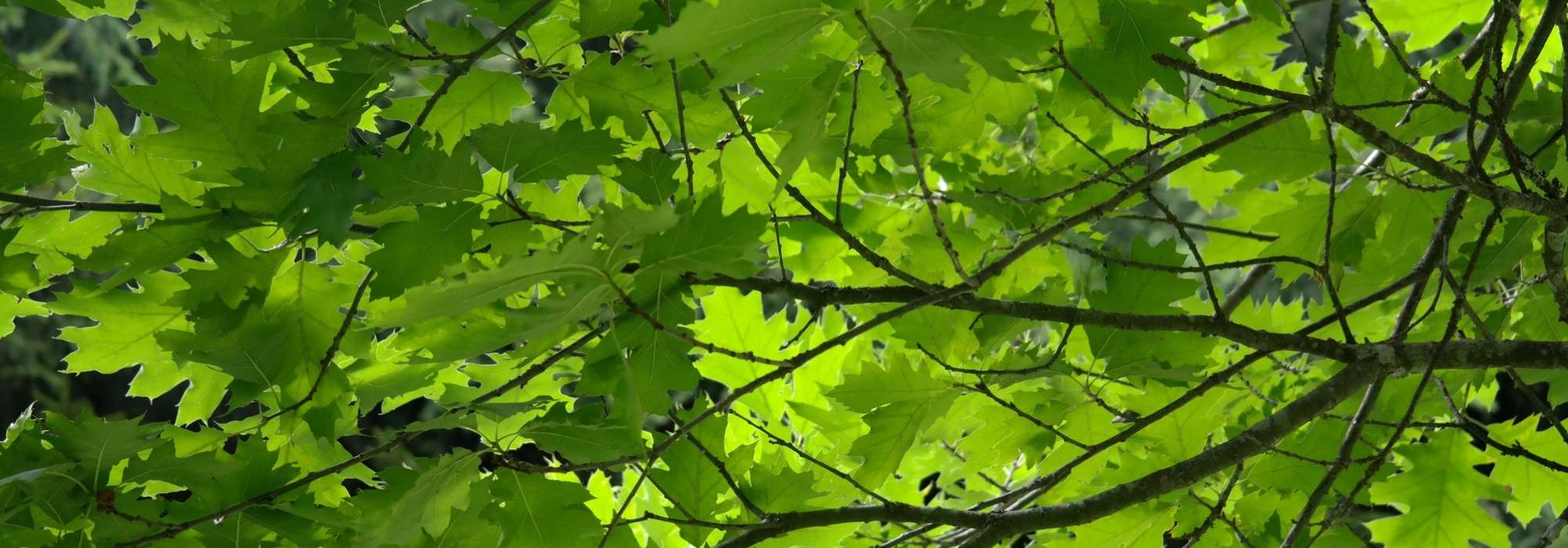 Os carvalhos: plantar, podar e cuidar