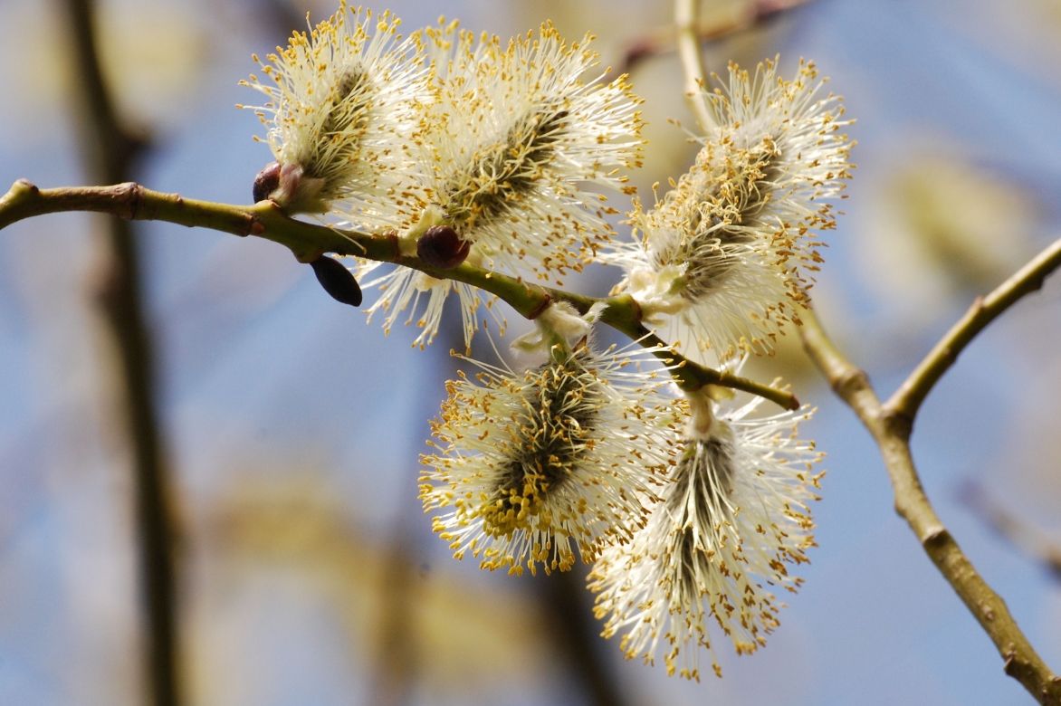 Salgueiro, Salix: plantar, podar e cuidar