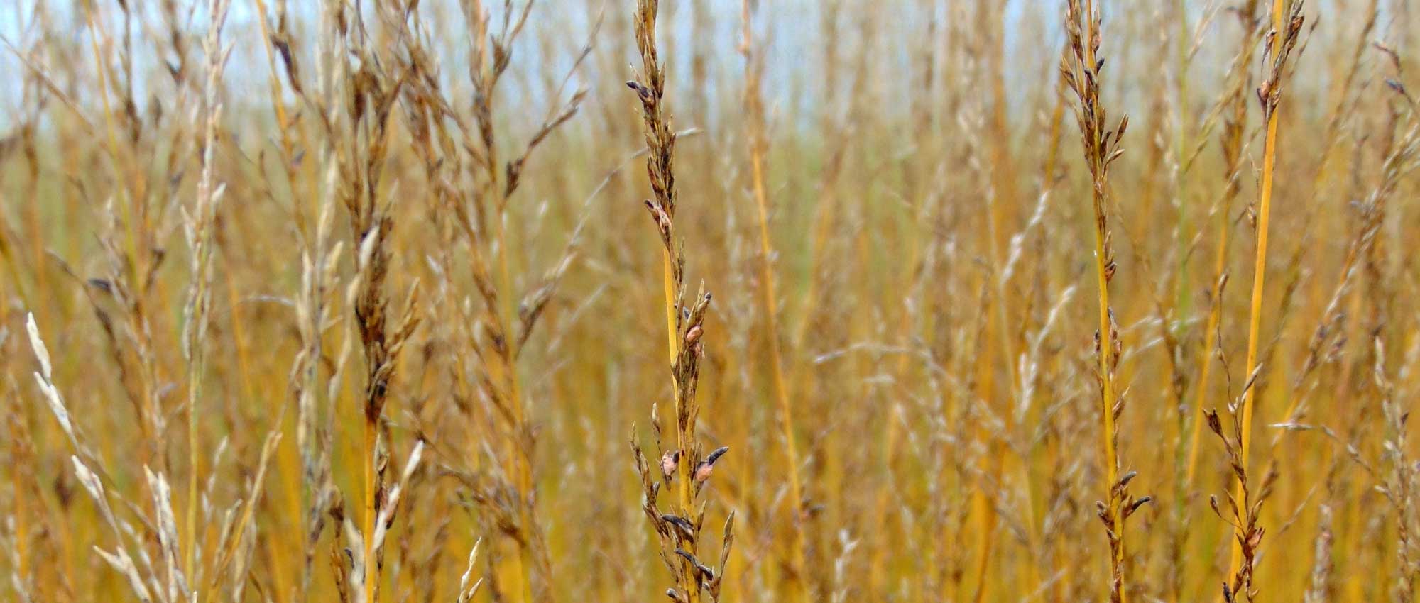 Molínia, Molinia caerulea: plantação, divisão, poda e manutenção