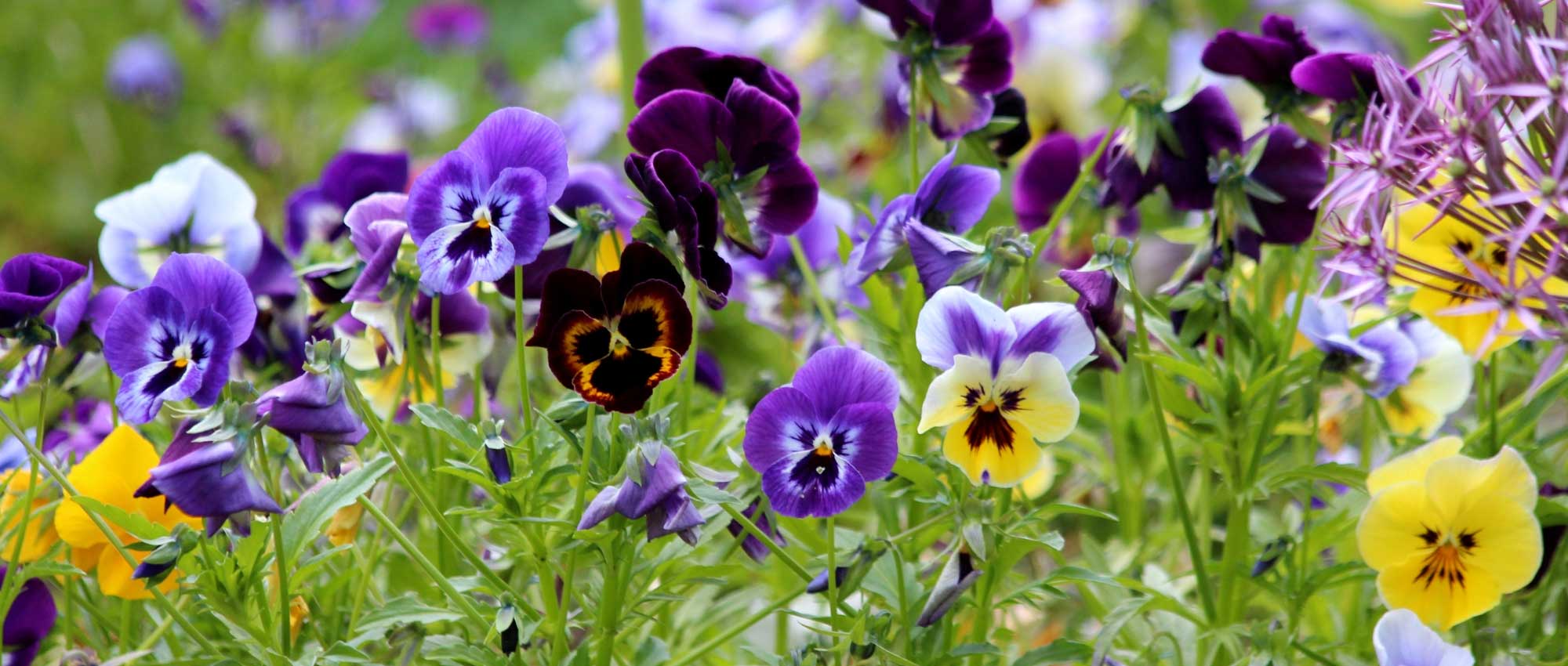 As violetas: cultura, sementeira, plantação e manutenção