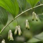 Selo-de-Salomão, Polygonatum: plantar, dividir e cuidar