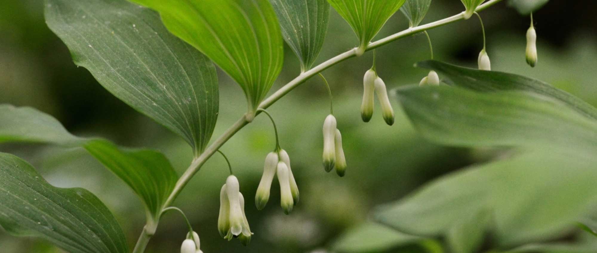 Selo-de-Salomão, Polygonatum: plantar, dividir e cuidar