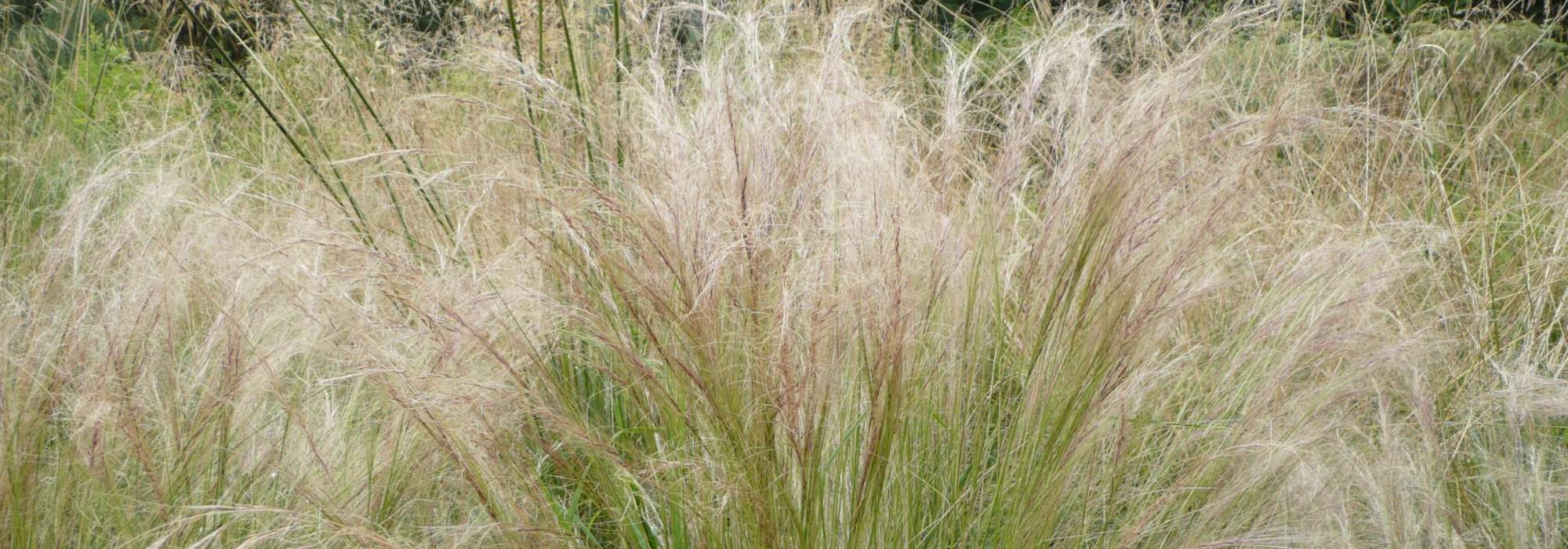 Estipa, cabelos-de-anjo: plantação, poda, manutenção