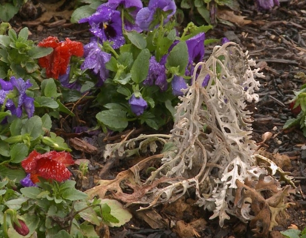 10 formas de matar uma planta... naturalmente!
