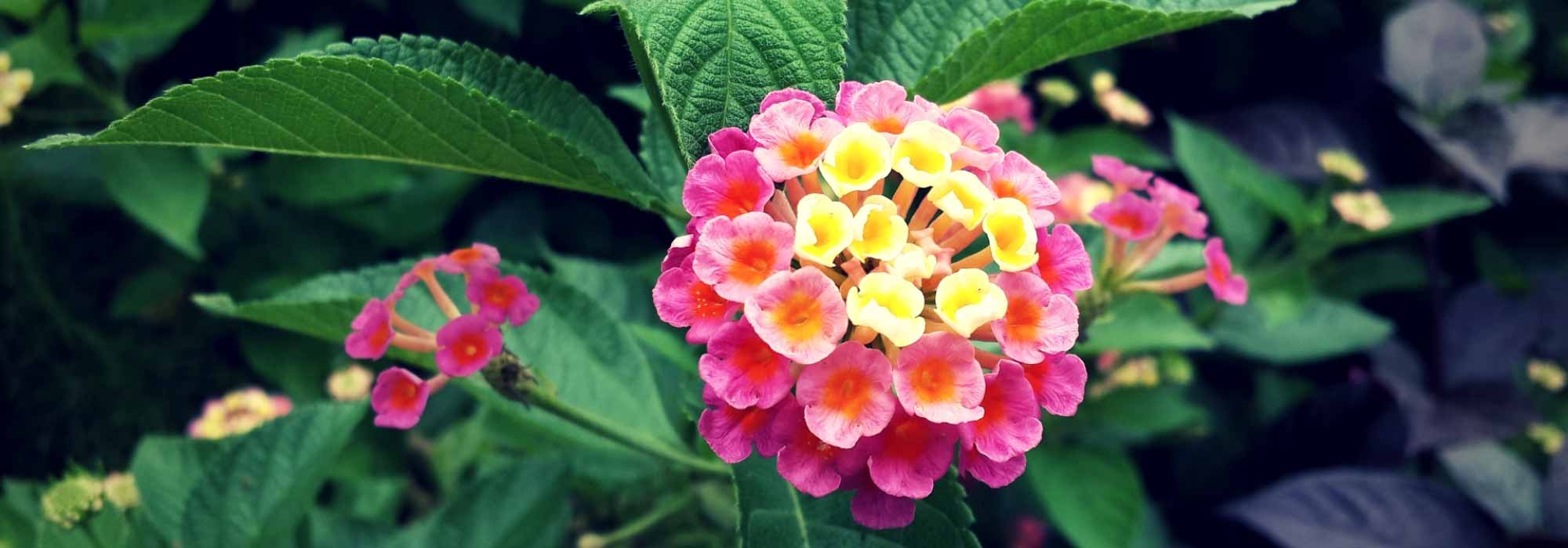 Lantana: plantação, estaquia, cuidados