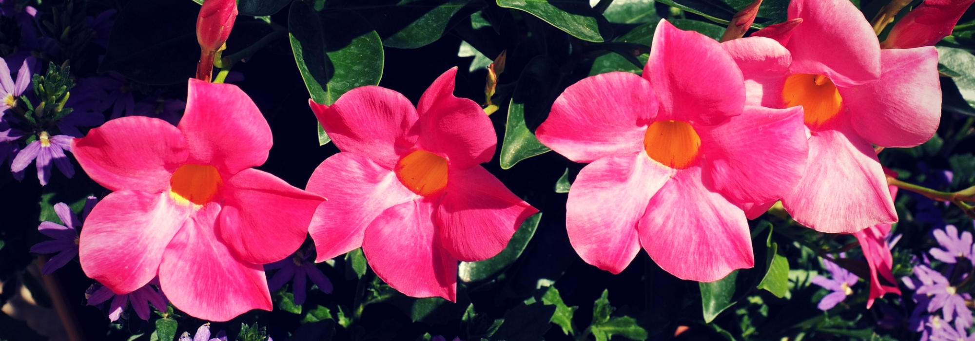 Dipladénia, Mandevilla : plantação e cuidados