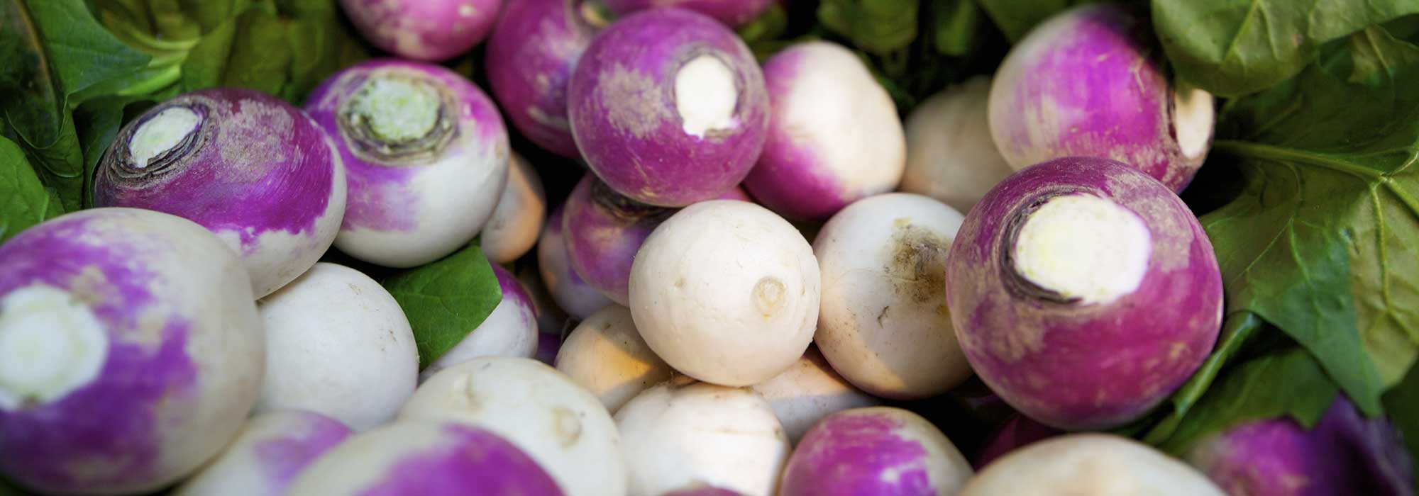 Nabo: sementeira, cultivo, cuidados