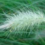 Pennisetum - Erva-dos-penas: plantação, poda, manutenção