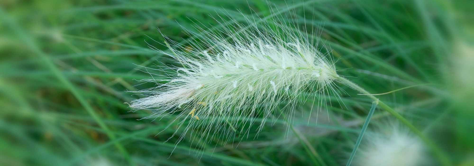Pennisetum - Erva-dos-penas: plantação, poda, manutenção