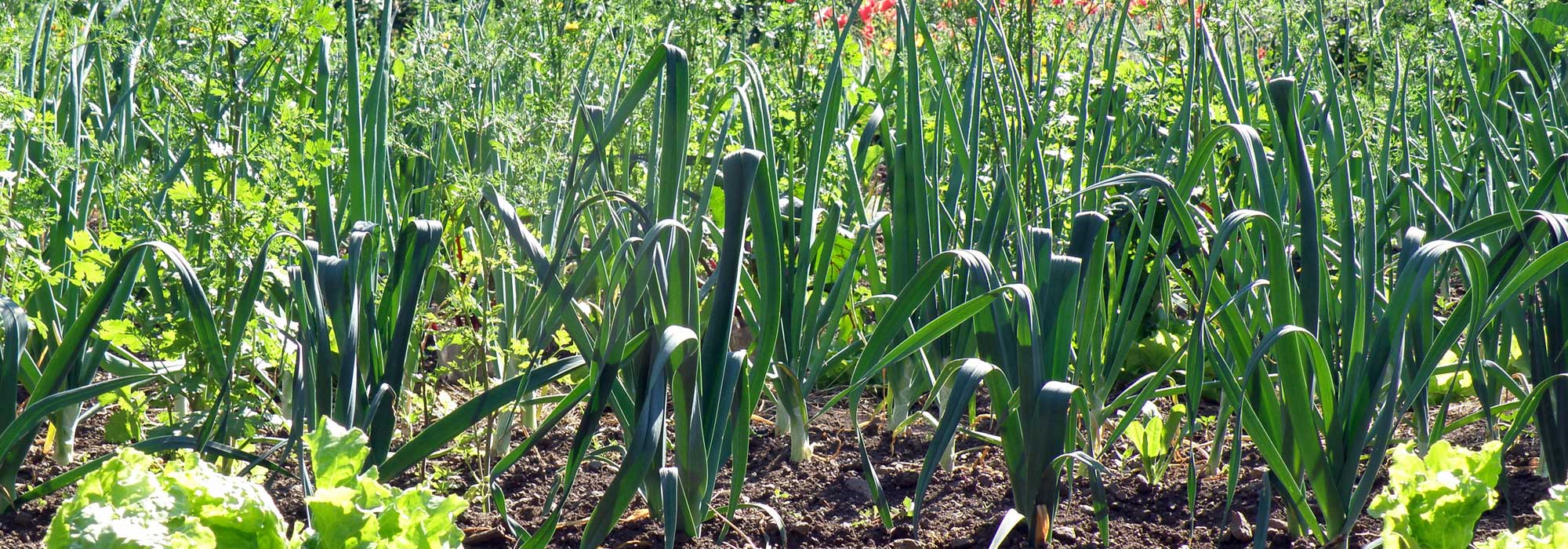 Os alhos-franceses: semear, plantar, cultivar, colher