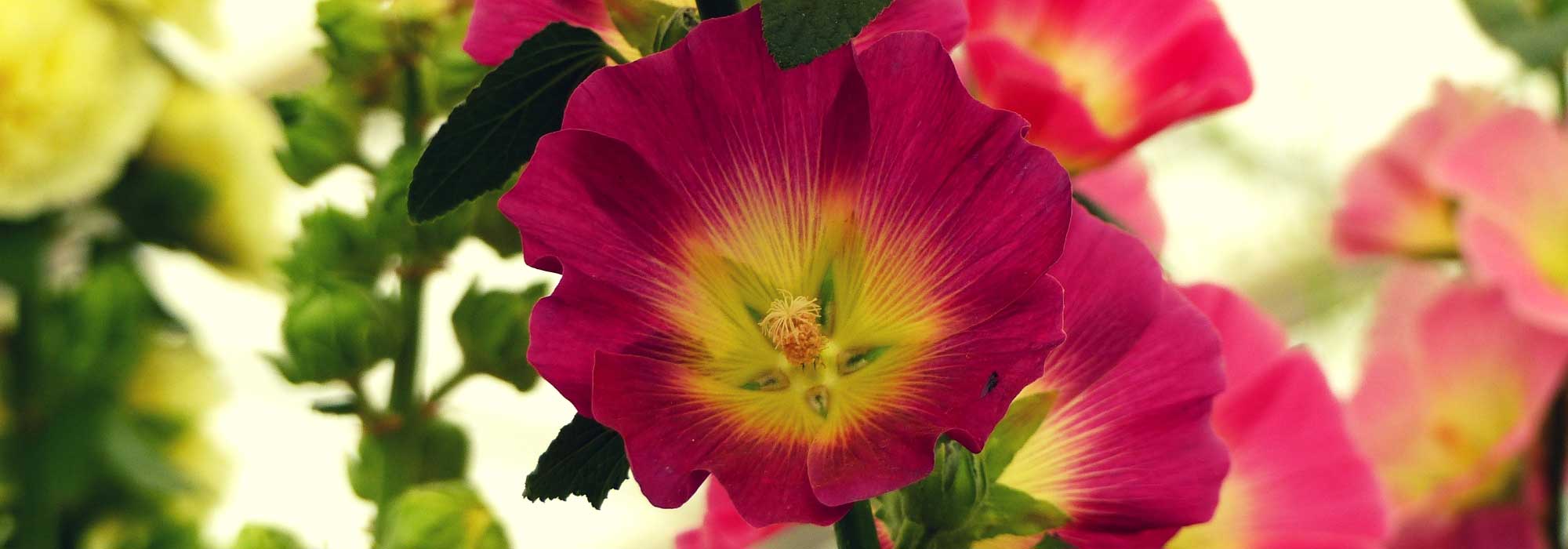 Malva-real: semear, plantar, cuidar