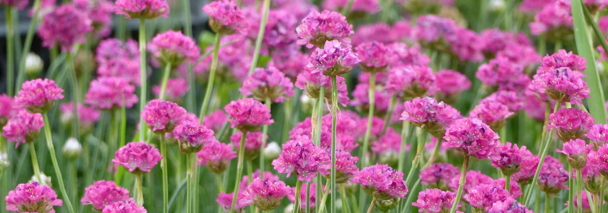 Armeria, arméria: plantar, cultivar, cuidar