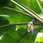Bananeira: plantação, cultivo e manutenção, em vaso ou no jardim