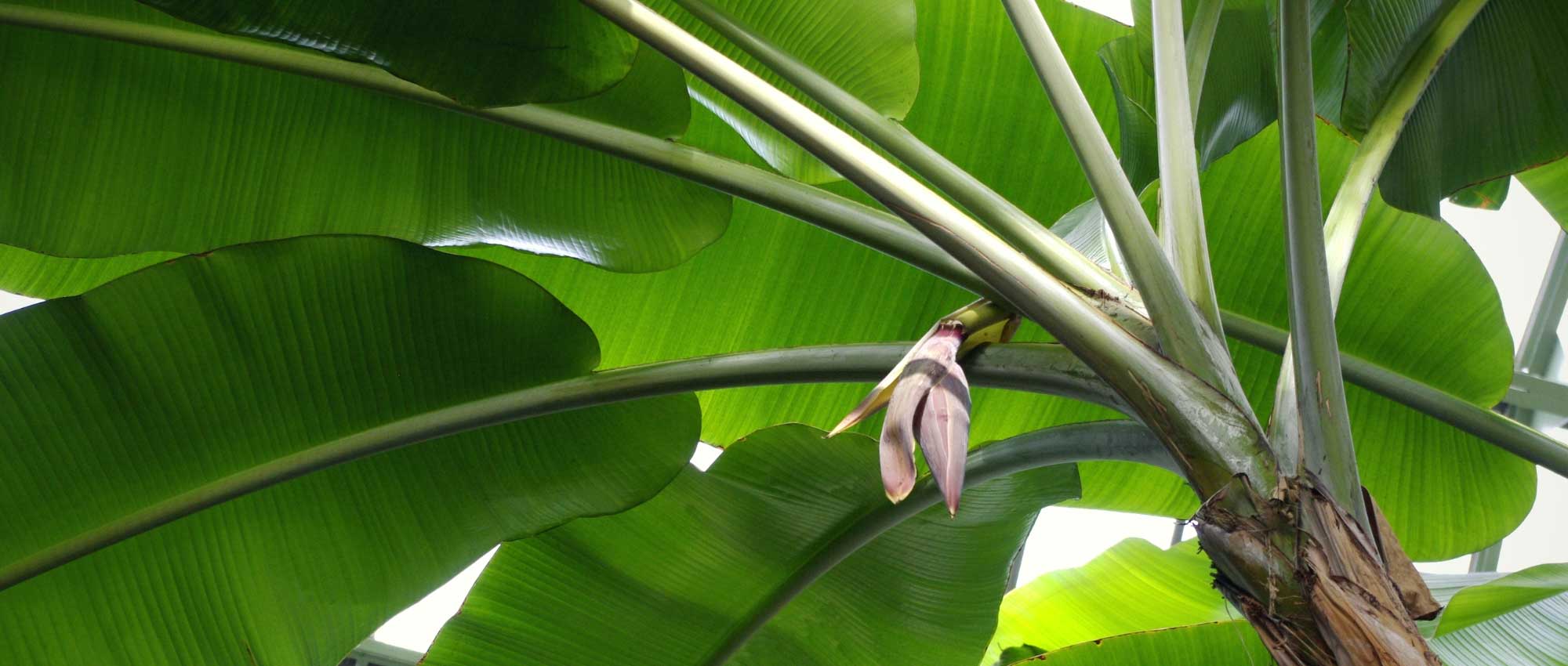Bananeira: plantação, cultivo e manutenção, em vaso ou no jardim