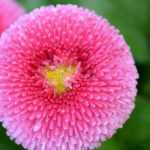 Bonina, Bellis perennis : plantar, semear e cultivar