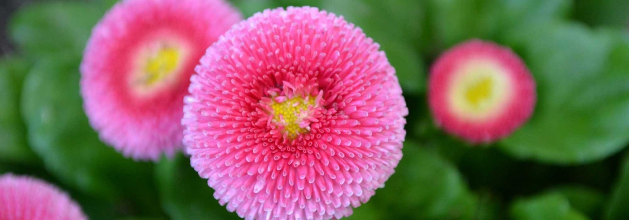 Bonina, Bellis perennis : plantar, semear e cultivar