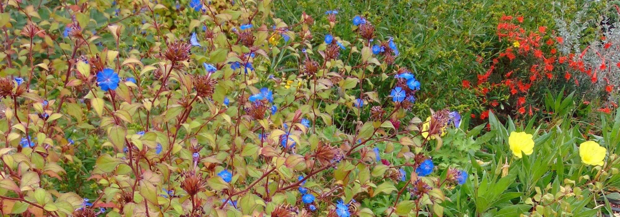 Ceratostigma, dentilária da China: plantar, podar e cuidar