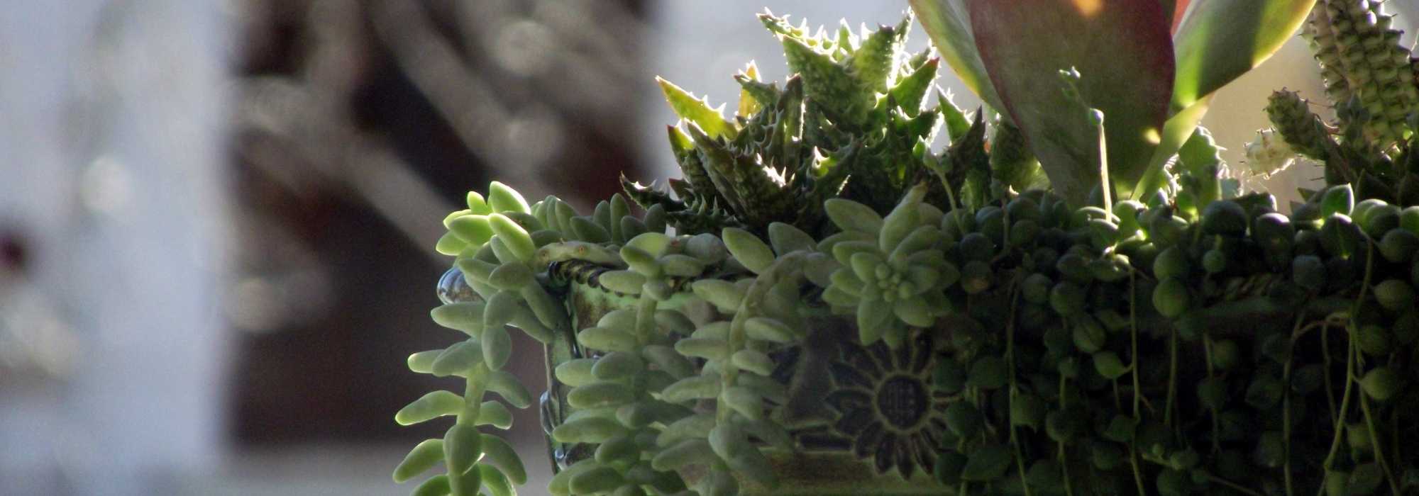 8 composições florais para o cemitério