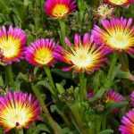 Delosperma, planta-do-gelo: plantar e cultivar