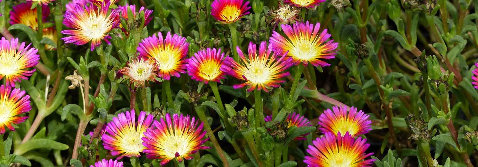 Delosperma, planta-do-gelo: plantar e cultivar
