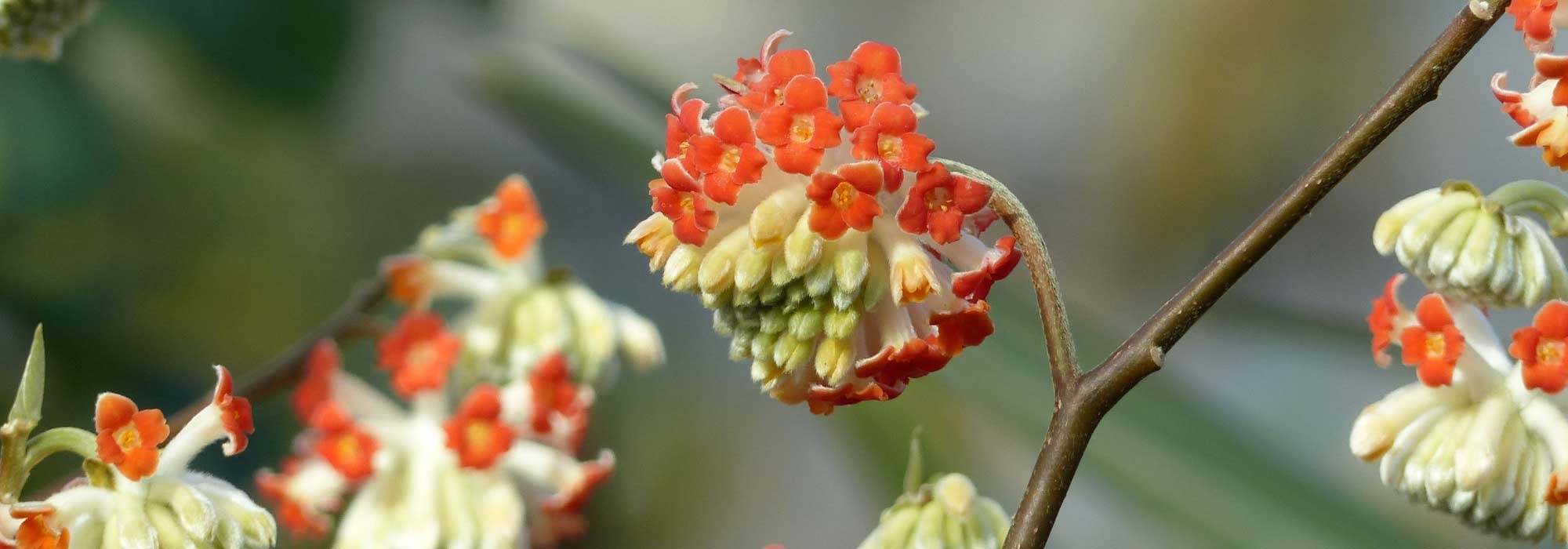 Edgeworthia chrysantha, arbusto-do-papel: plantar e cuidar