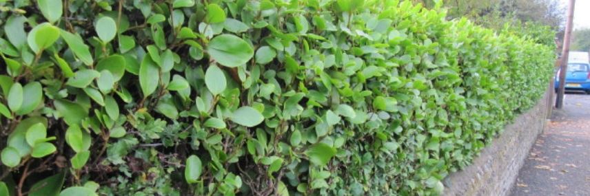 Griselinia littoralis, sebe de crescimento rápido