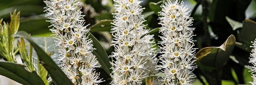 Prunus laurocerasus, sebe de crescimento rápido
