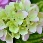 Hortênsias: plantar, podar e cuidar