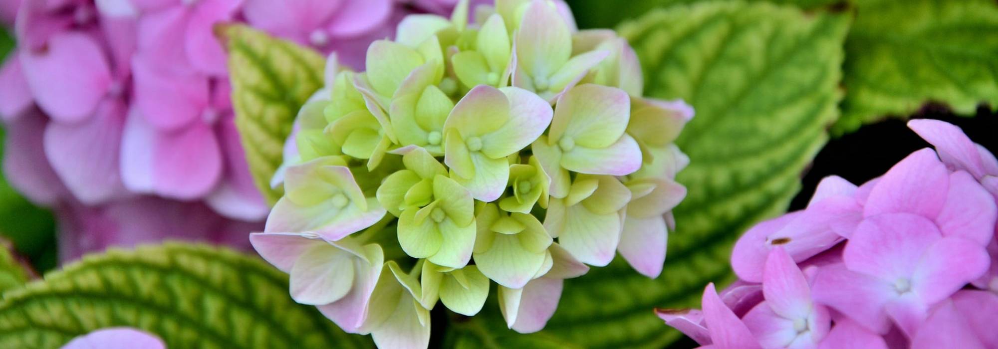 Hortênsias: plantar, podar e cuidar