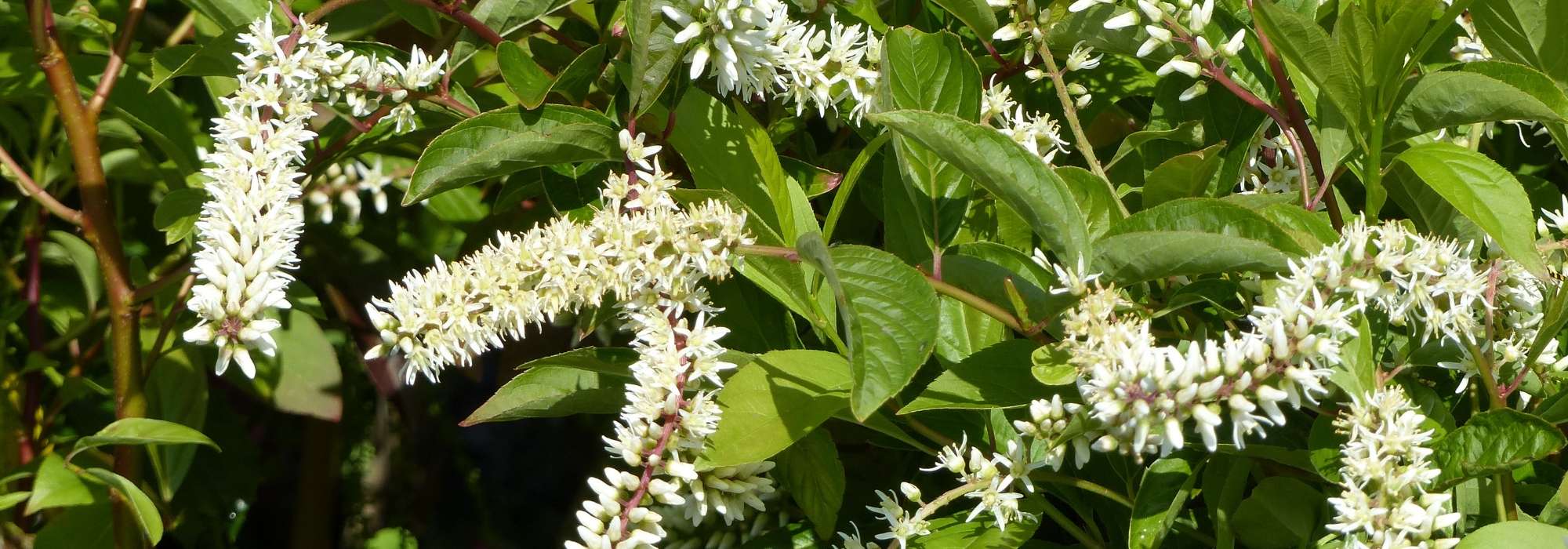 A itea: plantar, podar e cuidar
