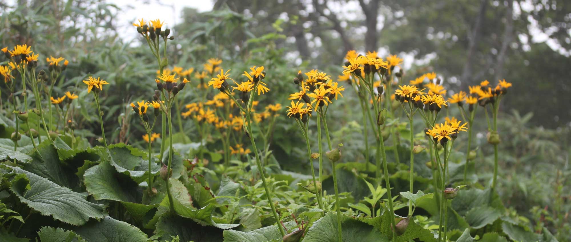 Ligularia, ligulária: plantar, cultivar e cuidar