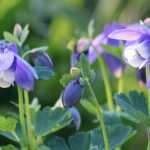 10 flores perenes muito fáceis de semear
