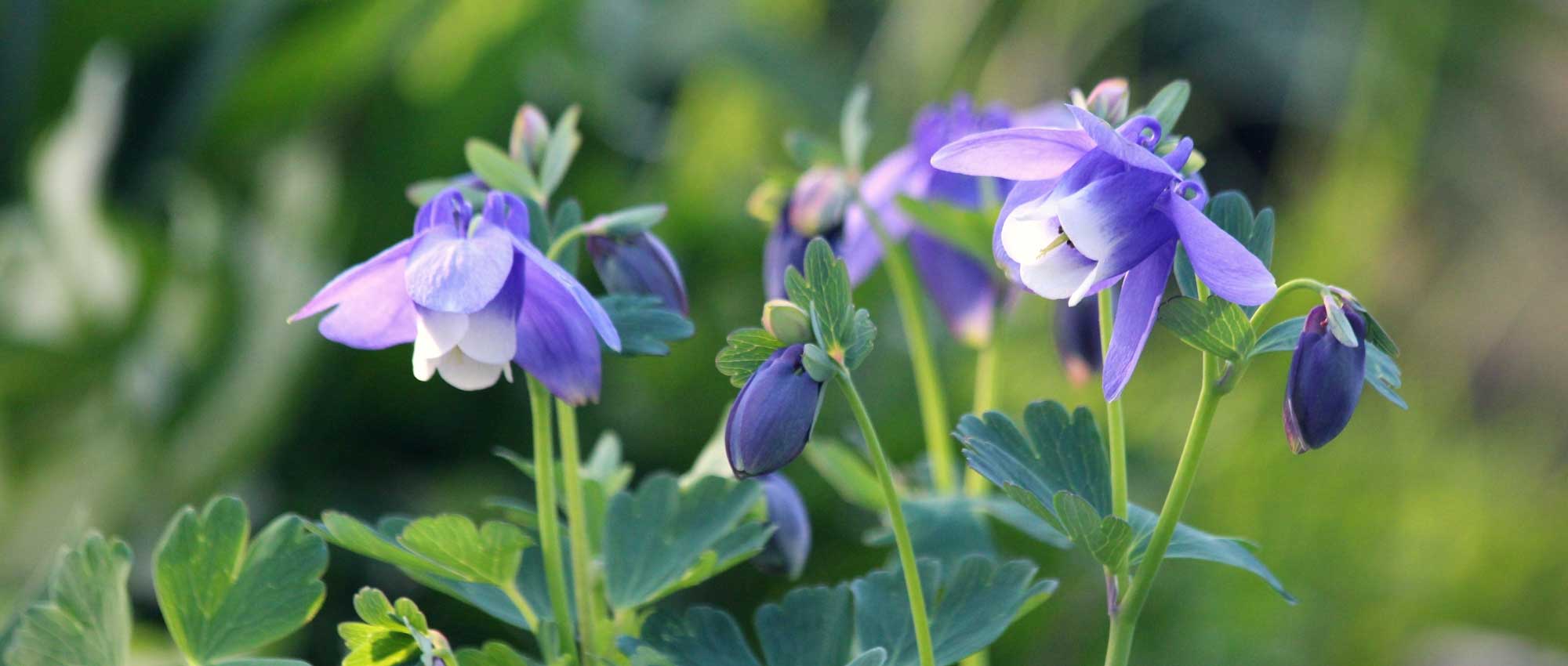 10 flores perenes muito fáceis de semear
