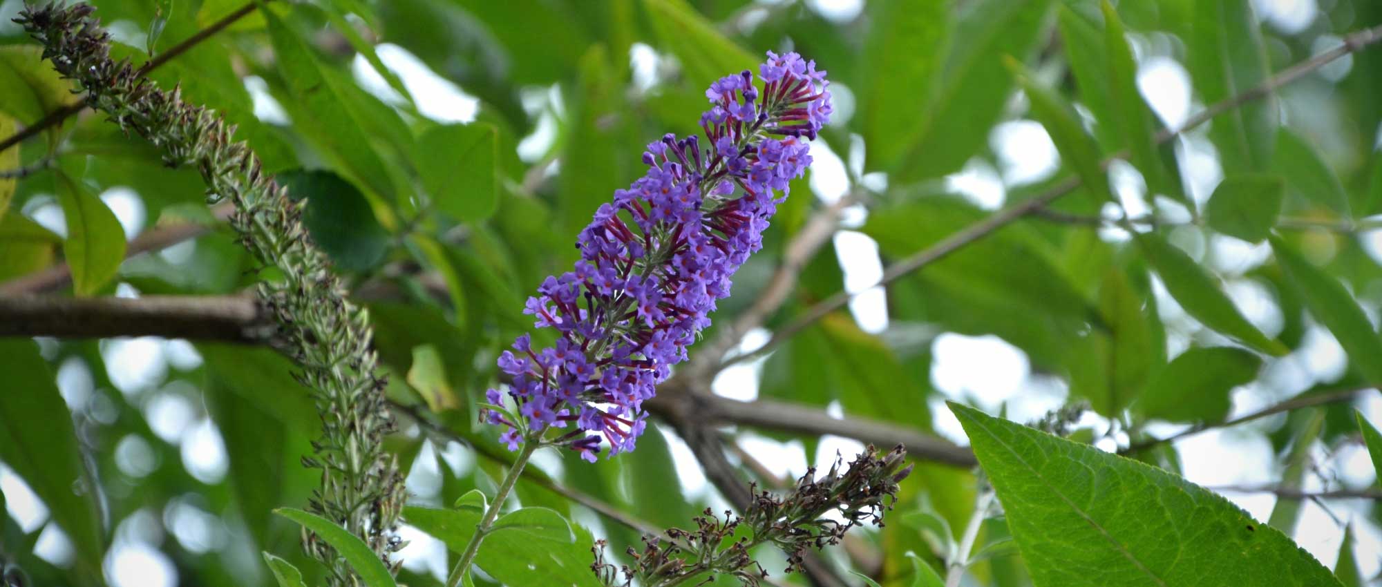 15 plantas muito fáceis de propagar por estaca