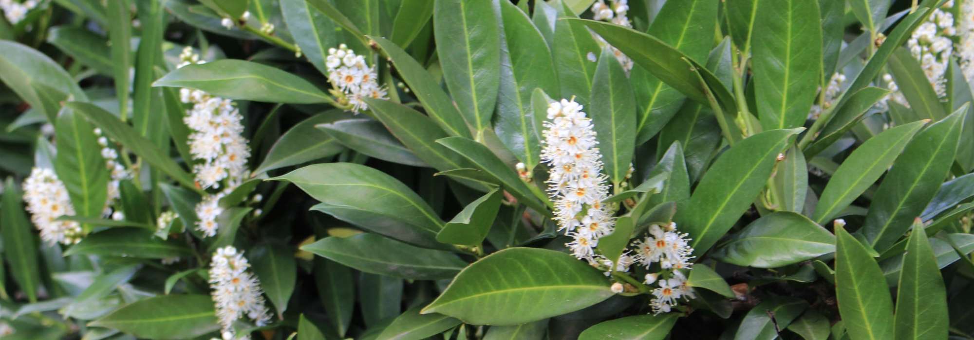 Loureiro-cerejeira e Loureiro-de-portugal: plantar, podar e cuidar