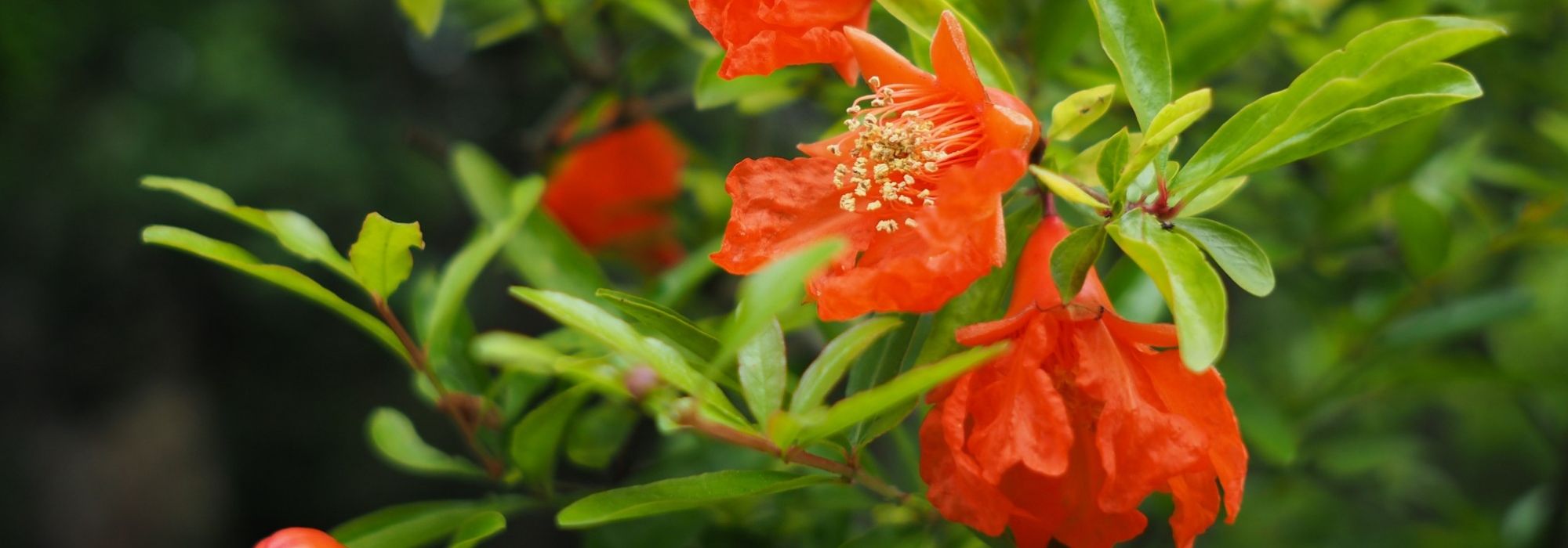 Romãzeira de flor: plantar, podar e cuidar