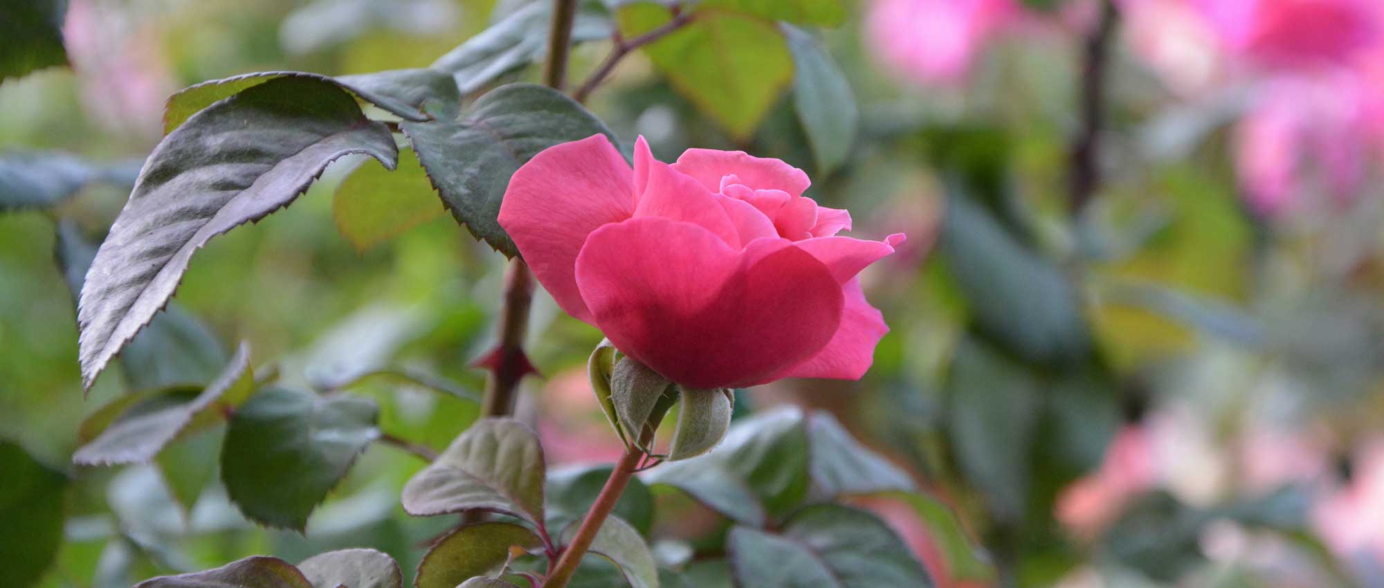 Roseiras: de raízes nuas ou em vaso?