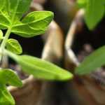 Troca ou bolsa de plantas: os nossos conselhos para se organizar
