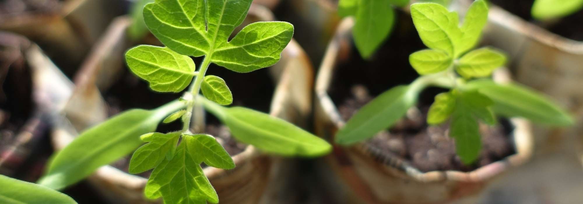 Troca ou bolsa de plantas: os nossos conselhos para se organizar